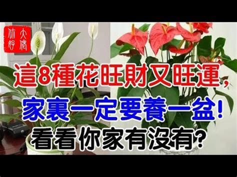 紅掌風水|【紅掌 風水】紅掌化煞招財，擺放位置大揭密！